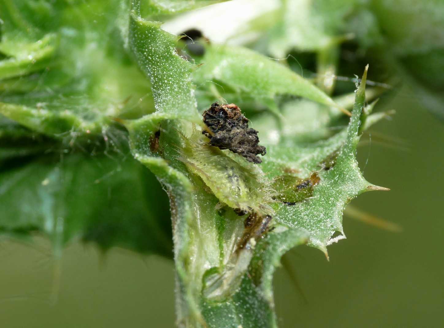 larva coperta di escrementi: Cassida